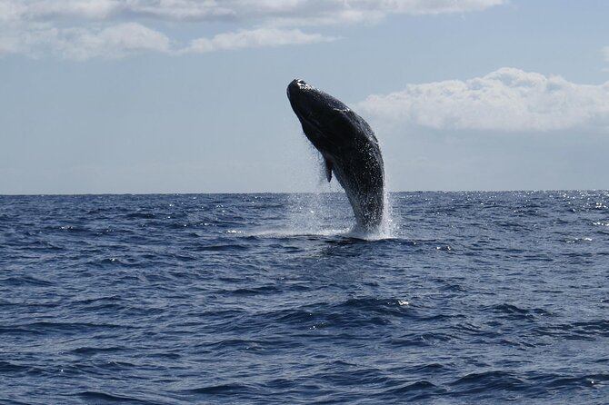 Whale and Dolphin Watching Tour from Funchal - The boat ride: excitement, comfort, and seasickness reality