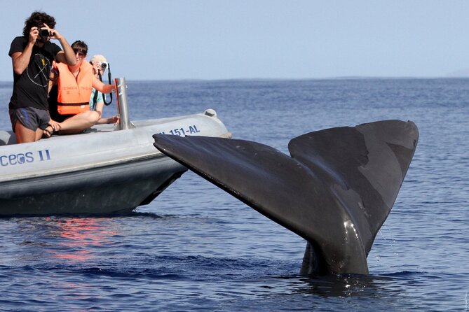 Whale and Dolphin Watching Tour from Funchal - Guides and commentary: why “who’s on the boat” matters