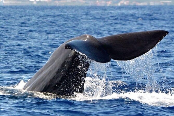 Whale and Dolphin Watching Tour from Funchal - The core plan: Rota dos Cetáceos and how the “search” works