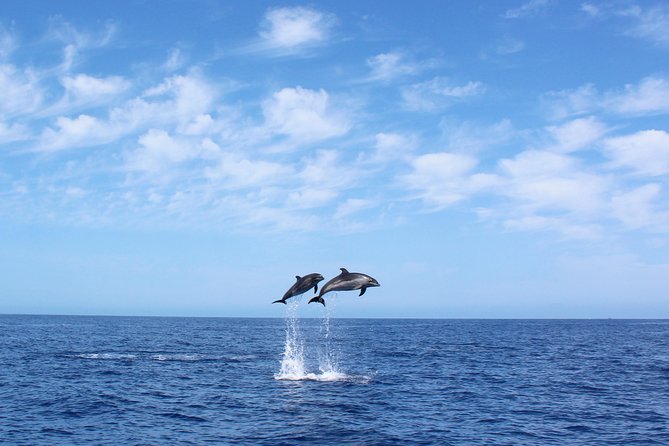 Whale and Dolphin Watching Tour in Madeira - Key highlights at a glance