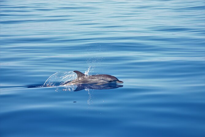 Whale and Dolphin Watching Tour in Madeira - From Calheta Marina to the Yacht Miranda