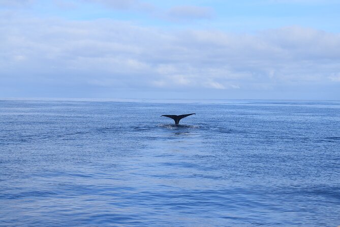 Whale and Dolphin Watching Tour in Madeira - Wildlife spotting: a real chance, not a promise
