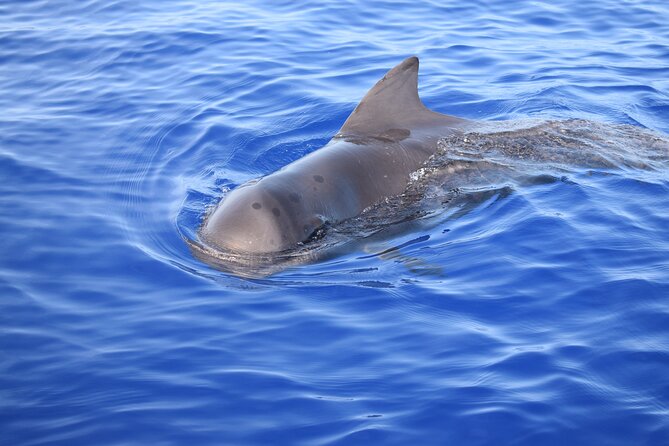 Whale and Dolphin Watching Tour in Madeira - What the day feels like in practice