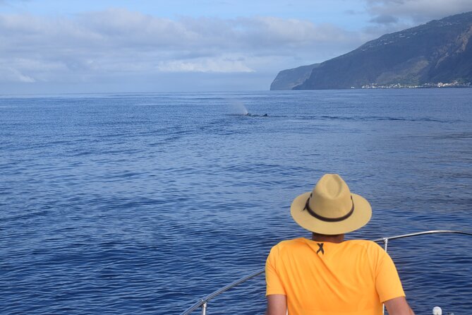 Whale and Dolphin Watching Tour in Madeira - Price and value: what you’re really paying for