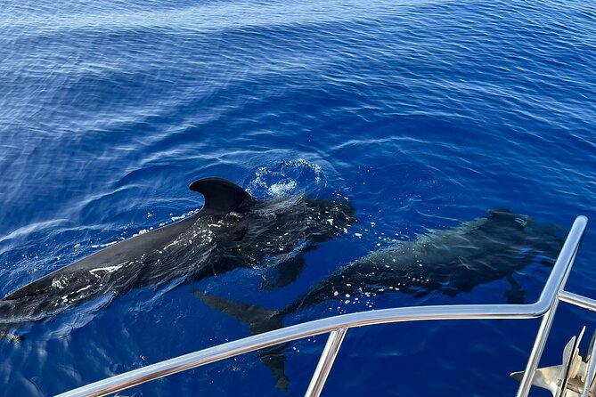 Whale and dolphin watching tour Los Gigantes and Masca in small groups - Playa San Juan to Los Gigantes: how the 4-hour flow works