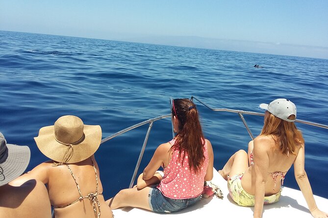 Whale and dolphin watching tour Los Gigantes and Masca in small groups - Whale and dolphin watching: what you’re actually going for