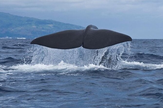 Whale and Dolphin Watching Tour on Pico Island - Key Highlights You’ll Care About