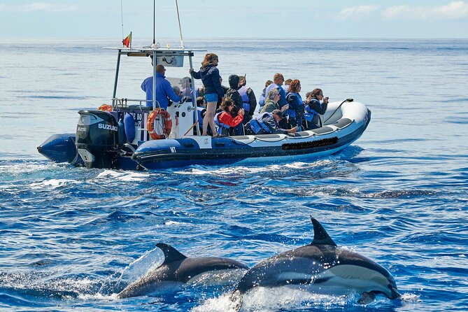 Whale and Dolphin Watching Tour on Pico Island - Why Whale and Dolphin Watching From Pico Feels Different