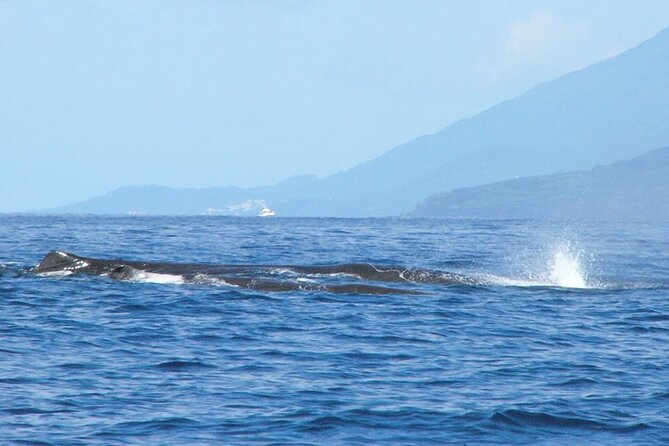 Whale and Dolphin Watching Tour on Pico Island - The Crew: Explanations, Safety, and Real Wildlife Respect