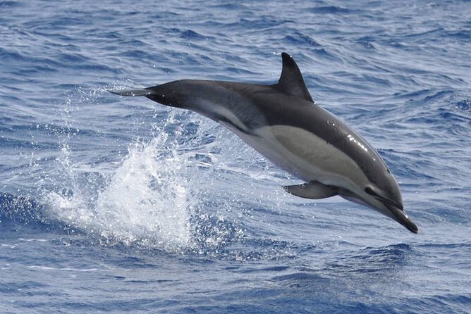 Whale and Dolphin Watching Tour on Pico Island - Spotting Chances on Pico: Pilot Whales, Dolphins, and Staying With the Action