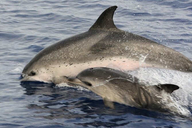 Whale and Dolphin Watching Tour on Pico Island - Price and Value: Why $78.10 Feels Reasonable for a Focused 3-Hour Trip