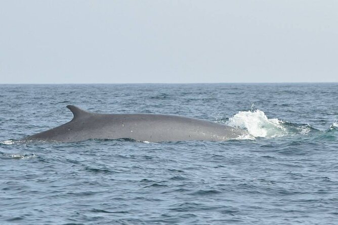 Whale and Dolphin Watching Tour on Pico Island - The Main Catch: Weather Can Change Your Day