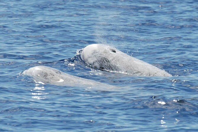 Whale and Dolphin Watching Tour on Pico Island - Who Should Book This Pico Whale and Dolphin Tour