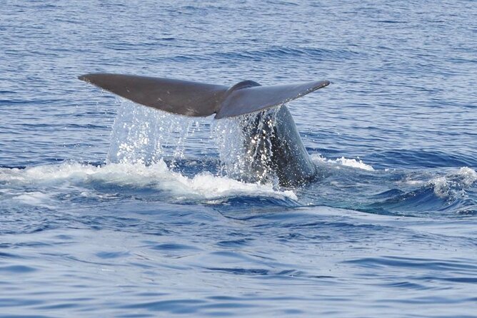 Whale and Dolphin Watching Tour on Pico Island - The 3-Hour Plan: What Happens Once You’re on the Water
