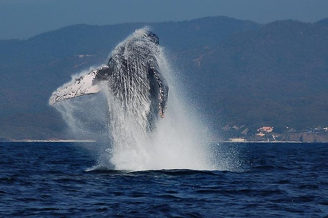 Whale and Dolphin Watching with a Biologist in Puerto Vallarta - Winter Humpbacks in Puerto Vallarta: What Makes This 4-Hour Trip Special