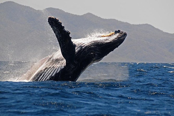 Whale and Dolphin Watching with a Biologist in Puerto Vallarta - Meeting Your Cetacean Biologist: What You Learn and Why It Changes Everything