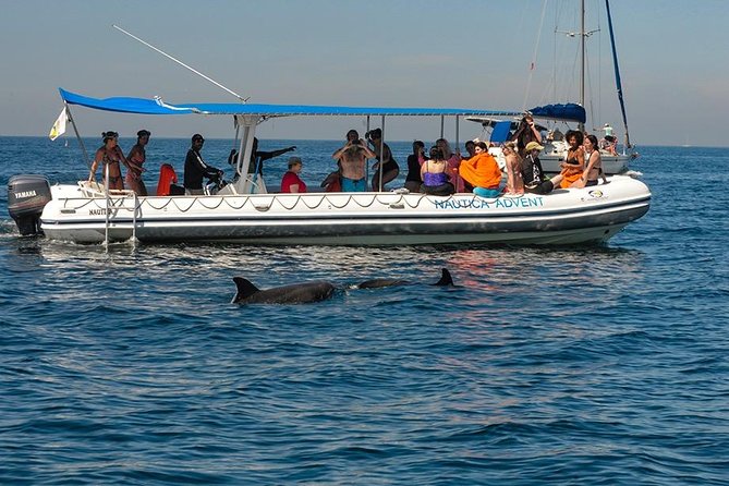 Whale and Dolphin Watching with a Biologist in Puerto Vallarta - Small Boat Setup in Marina Vallarta: How It Affects Your Viewing