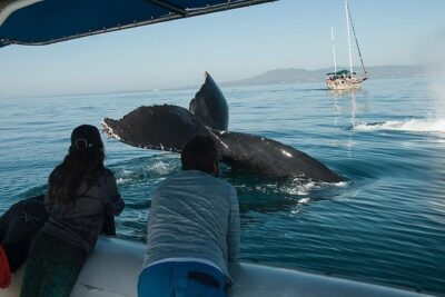 Whale and Dolphin Watching with a Biologist in Puerto Vallarta - Citizen Science With a Purpose: The Role You Play on the Water