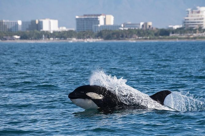 Whale and Dolphin Watching with a Biologist in Puerto Vallarta - How the Land Briefing Sets You Up for Better Whale-Watching