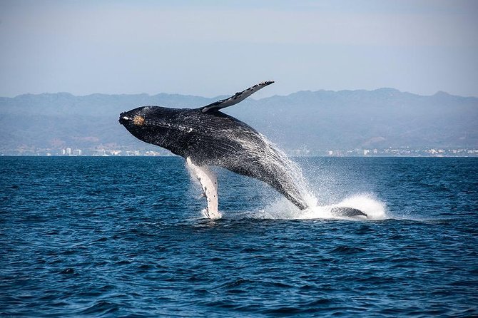 Whale and Dolphin Watching with a Biologist in Puerto Vallarta - Photo and Timing Tips That Help You Get the Good Stuff