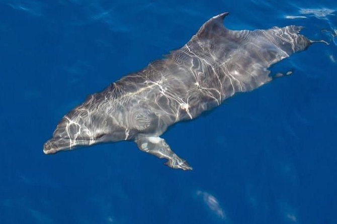 Whale and Dolphin Watching Yacht Trip in Puerto Colon - Setting Sail from Puerto Colón: the calm, practical way to start