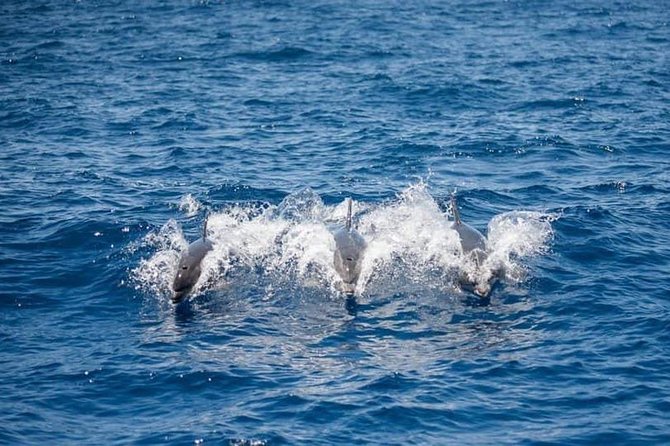 Whale and Dolphin Watching Yacht Trip in Puerto Colon - The Yacht Experience: fewer people, better spotting