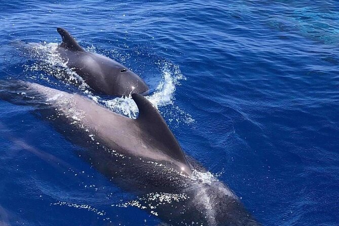 Whale and Dolphin Watching Yacht Trip in Puerto Colon - How Whale and Dolphin Watching Plays Out (with real captain guidance)