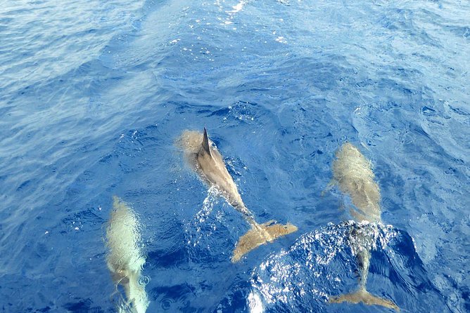 Whale and Dolphin Watching Yacht Trip in Puerto Colon - Where the Trip Shines Most: the swim and snorkel stop