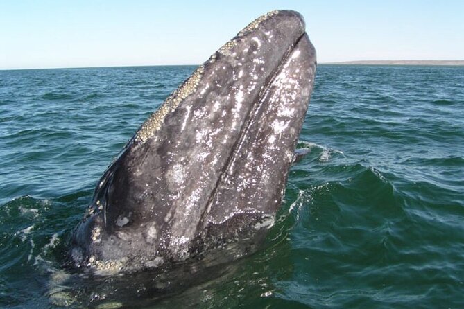 Whale and Wildlife Yacht Cruise in Santa Barbara - Key Highlights You’ll Want to Know Before You Go