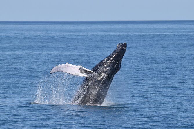 Whale Dolphin and Bird Watching Ecotour Cruise - Key highlights before you go