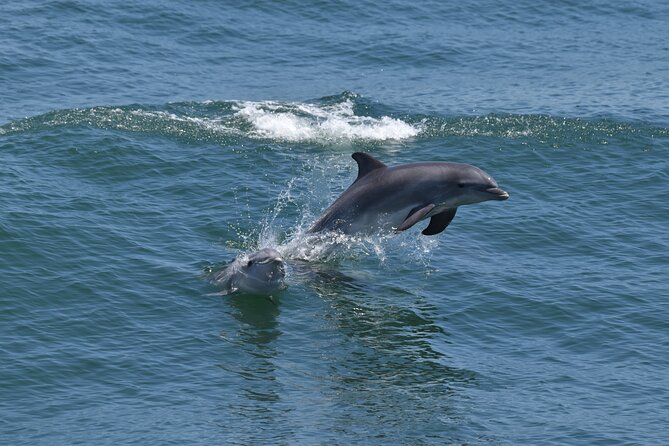 Whale Dolphin and Bird Watching Ecotour Cruise - Why this Cape May cruise feels different from a typical whale watch