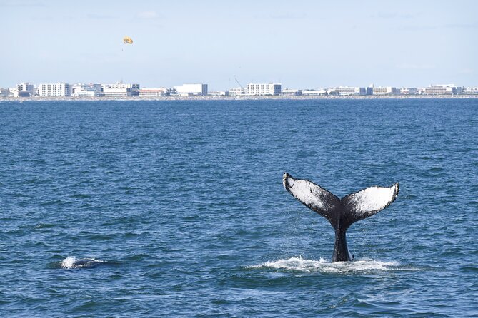 Whale Dolphin and Bird Watching Ecotour Cruise - What the marine biologist actually adds (beyond spotting)