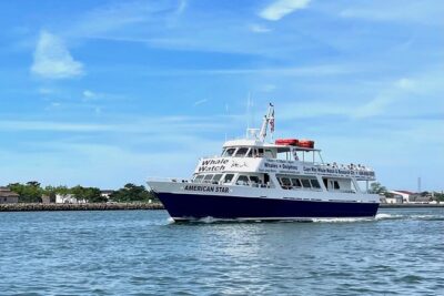 Whale Dolphin and Bird Watching Ecotour Cruise - The 3-hour flow: from Schellenger Landing to offshore searches