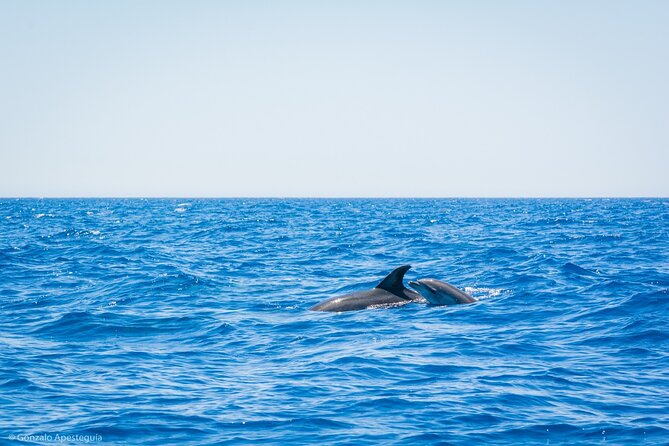 Whale & Dolphin Observation on Silent Catamaran with Hydrophone - Why a silent catamaran and hydrophone matter off Puerto Calero