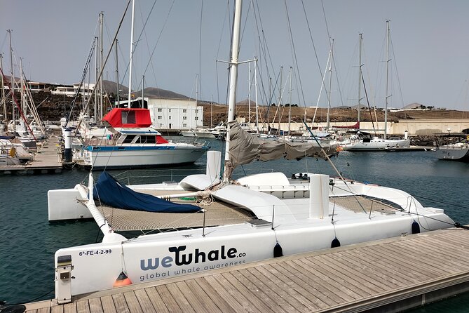 Whale & Dolphin Observation on Silent Catamaran with Hydrophone - On the water: what a 3–4 hour search usually feels like
