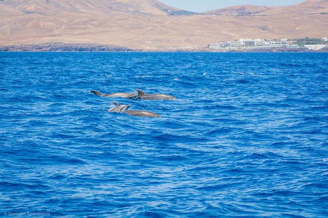 Whale & Dolphin Observation on Silent Catamaran with Hydrophone - Responsible viewing distance: good for whales, tricky for your binocular view