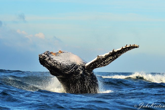 Whale, Dolphin & Penguin Island Cruise - Key things to know before you sail