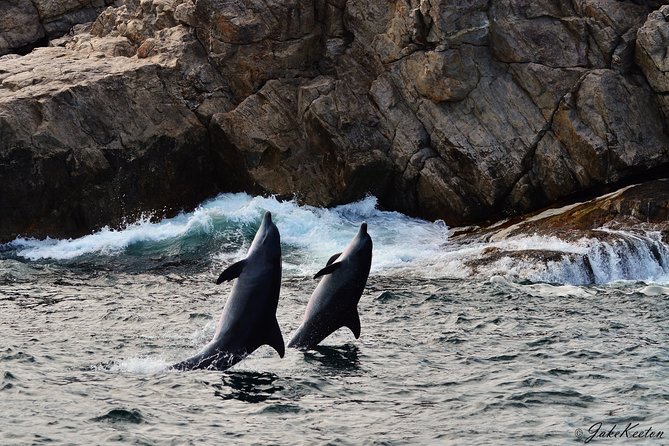 Whale, Dolphin & Penguin Island Cruise - Why Algoa Bay feels like a real wildlife mission (not a factory tour)