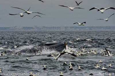 Whale, Dolphin & Penguin Island Cruise - Getting there and making sense of the 8:00 am start