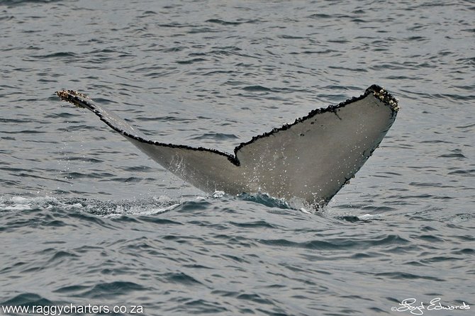 Whale, Dolphin & Penguin Island Cruise - The guidance: why small groups make the difference