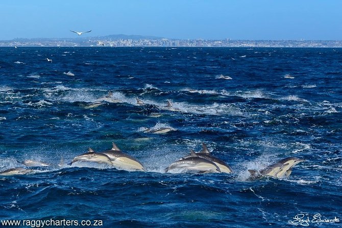 Whale, Dolphin & Penguin Island Cruise - Eco-sustainability in plain terms: the tree-planting idea