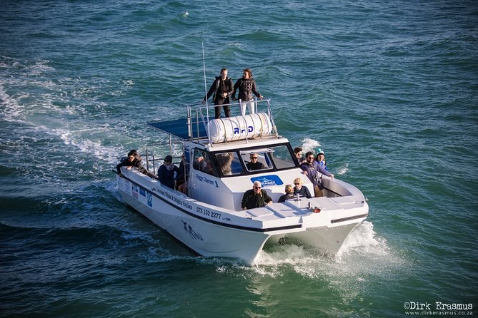 Whale, Dolphin & Penguin Island Cruise - Price and value: is $185.19 fair for 4 hours at sea?