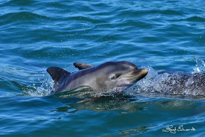 Whale, Dolphin & Penguin Island Cruise - What this cruise is best for (and when to think twice)