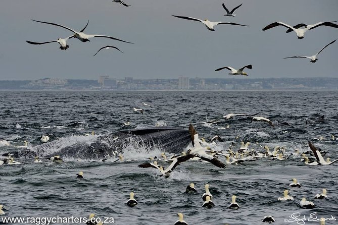 Whale, Dolphin & Penguin Island Cruise - Getting there and making sense of the 8:00 am start