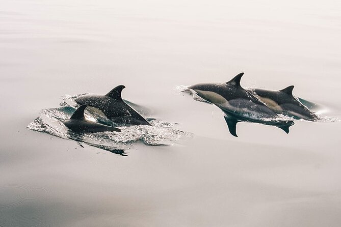 Whale & Dolphin Watching Boat Trip in Tenerife On a Sailing Boat (3 Hr) - Key Things I’d Bookmark Before You Go