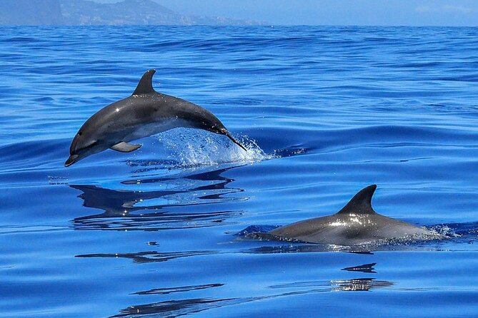 Whale & Dolphin Watching Boat Trip in Tenerife On a Sailing Boat (3 Hr) - The Swim Stop in a Secluded Bay (Where the Trip Gets Fun)