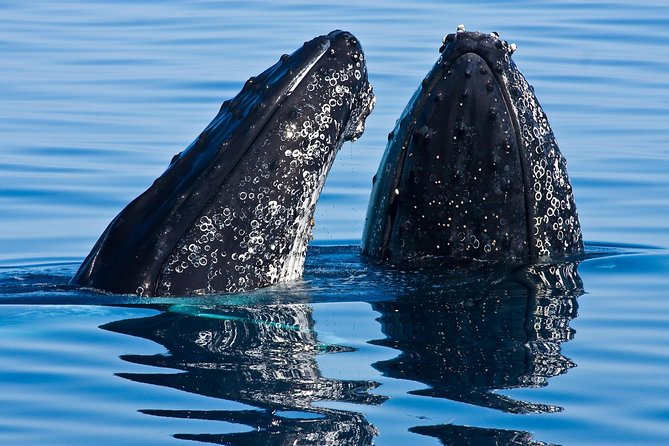Whale & Dolphin Watching Cruise in Puerto Vallarta All Inclusive - Key Things I’d Pay Attention To