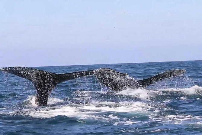 Whale & Dolphin Watching Cruise in Puerto Vallarta All Inclusive - Humpback Whale Watching: What the Hydrophone and Biologist Add
