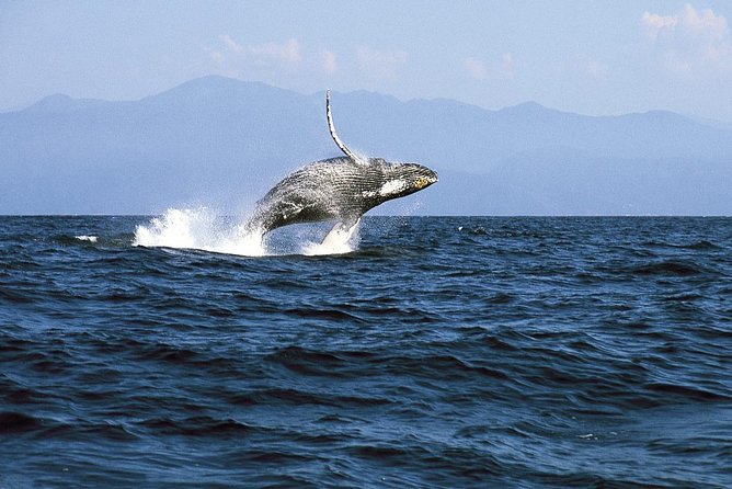 Whale & Dolphin Watching Cruise in Puerto Vallarta All Inclusive - Dolphin Watching Reality Check: Sometimes It’s Great, Sometimes It’s Quick
