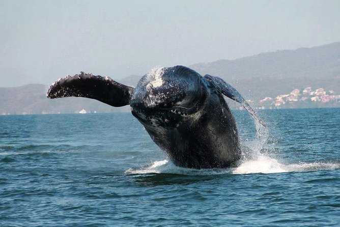 Whale & Dolphin Watching Cruise in Puerto Vallarta All Inclusive - Food and Drinks: Croissant Lunch, Snacks, and the Bar